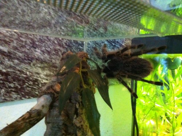 Vogelspinnen - Reptilien - Berlin