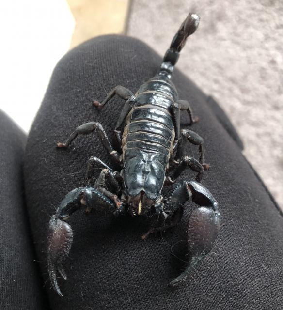 Skorpion ungiftig pflegeleicht Heterometrus laoticus Schwarzer Laos-Skorpion - Insekten - Berlin