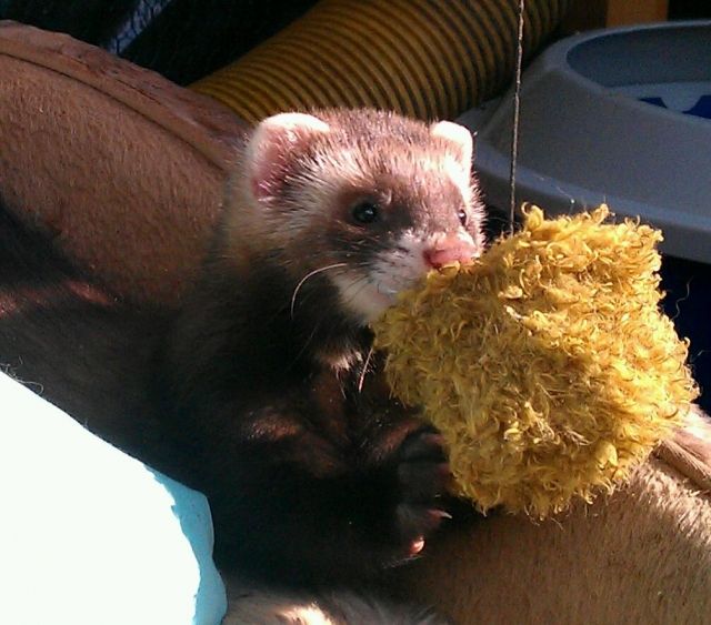 Frettchenbbys 9 Wochen alt Iltis  - Frettchen -  Benkeloh