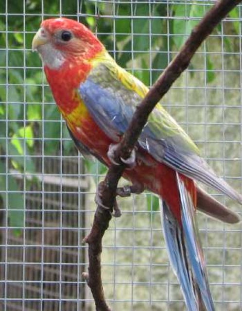 Verkaufe Prachtrosella von 2009 - Voegel - Eilenburg