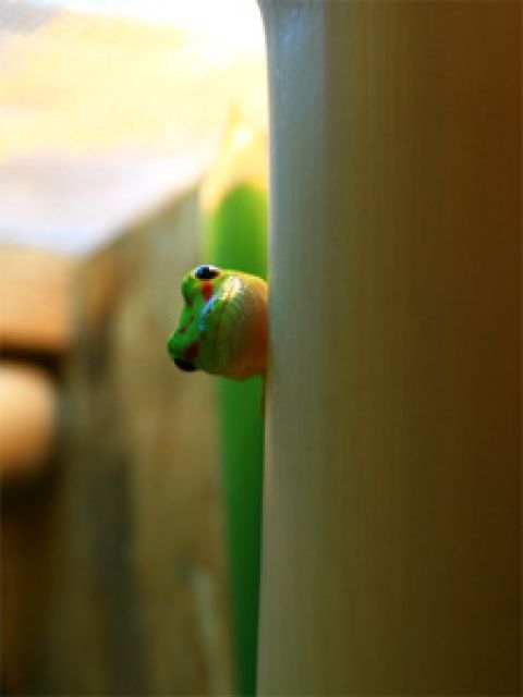 Biete 0.0.3 Phelsuma grandis - Reptilien - Ludwigsburg