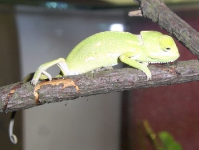 Jemenchamäleon Nachzuchten 09 abzugeben     - Reptilien - wuppertal