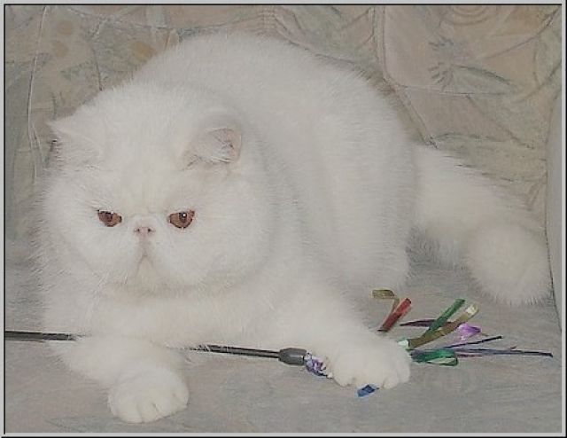 White Exotic Shorthairkater Kastrat 4 Jahre jung, Einzeltier - Katzen - Artern