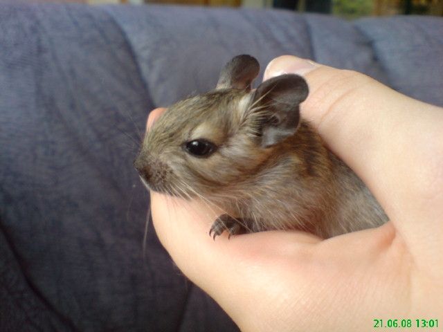 Vier männliche und zwei weibliche 6 Wochen alte Degus abzugeben - Nagetiere Allgemein - Untershausen