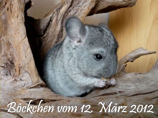 Chinchilla Jungtier - Böckchen - sucht liebevolles Zuhause - Nagetiere Allgemein - Bocholt