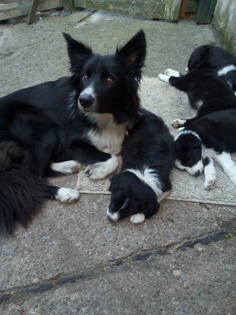 Border Collie Welpen - Hunde - Witzenhausen
