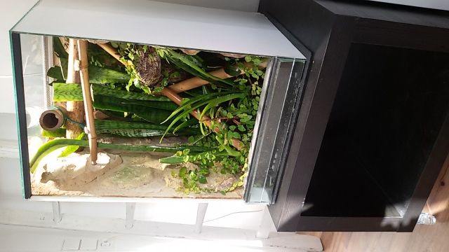 Terrarium, Beleuchtung, Unterschrank und Gekko - Terrarien - Nienburg 