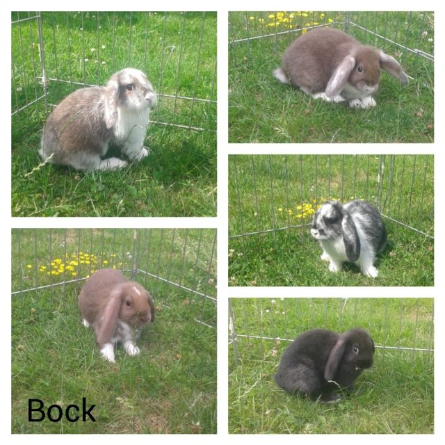 Schöne Zwergwidder Kaninchen - Hasen Kaninchen - Bocholt