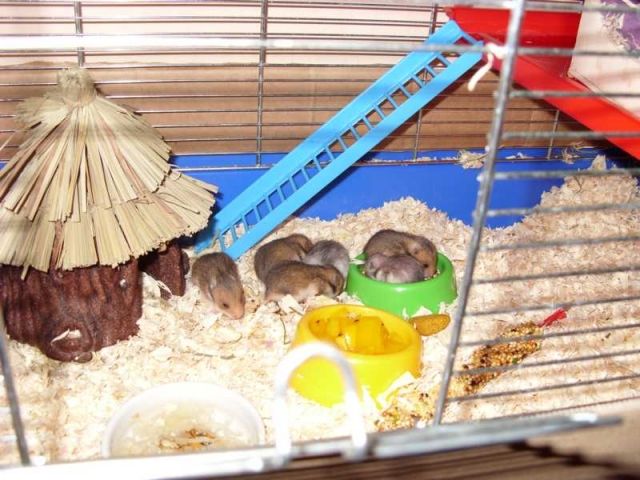 Hamsterbabys 2 Wochen alt - Hamster - Bissendorf / Wedemark bei Hannover