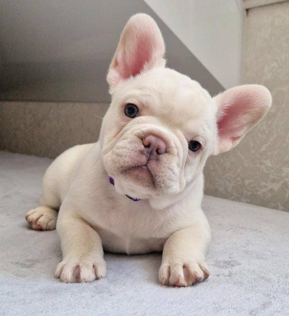 Französische Bulldog Welpen - Hunde - Espelkamp