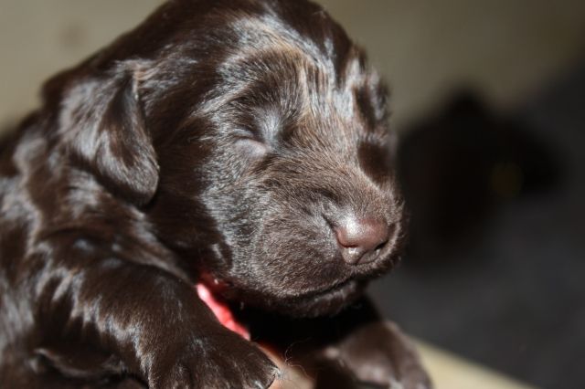 Schokobraune Flat Coated Retriever Welpen - Hunde - Furth