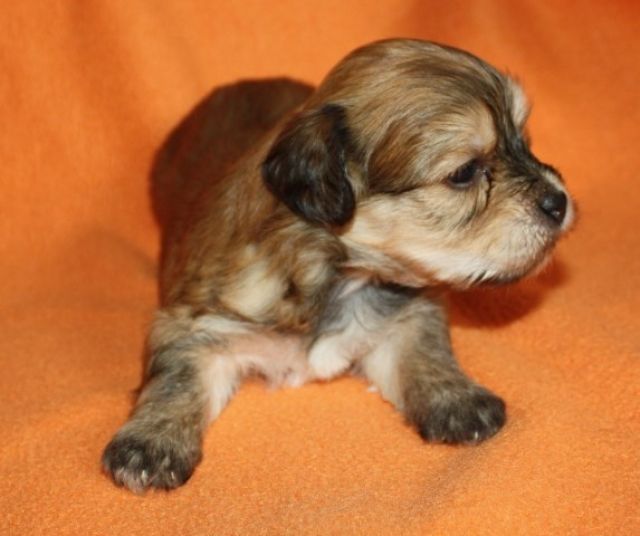 Bezaubernde Havaneserwelpen aus kontrollierter Zucht - Hunde - wolfsheim