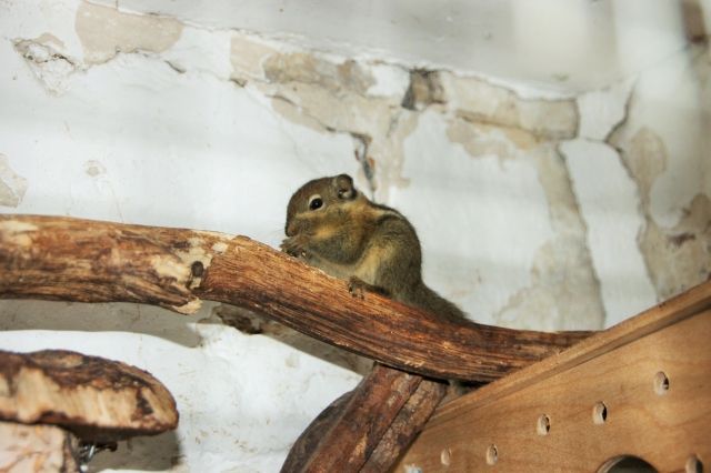 Baumstreifenhörnchen 9 Wochen alt - Nagetiere Allgemein - Hamm NRW