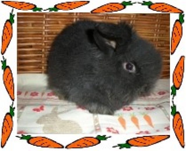 Teddywidder abzugeben - Hasen Kaninchen - Gordemitz