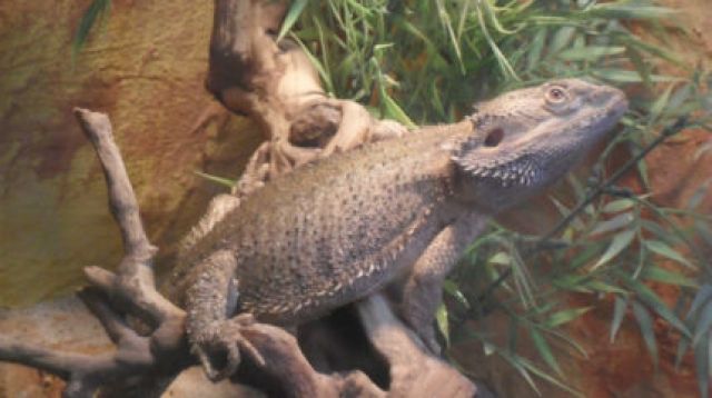 Bartagamen Bock sucht dringend ein zuhause - Reptilien -  hamburg