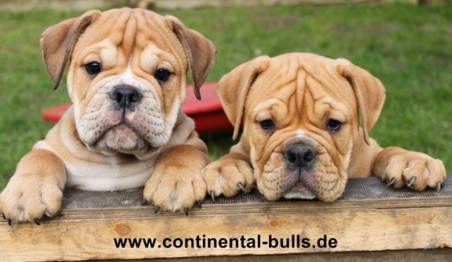 Continental Bulldog / VDH Zucht - Haustiere - Eschweiler