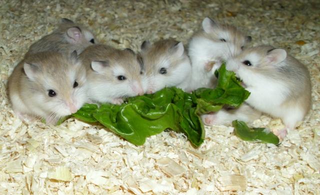 Junge Roborowski Zwerghamster, kleine Hamster - Hamster - Moringen