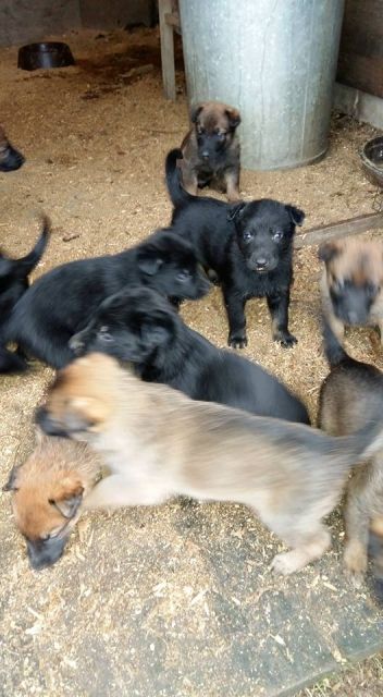 Verkaufe belgische Schäferhunde - Welpen  - Hunde - Röbel