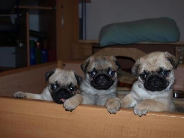 Süße MIni Mops Welpen suchen ein neues Zuhause