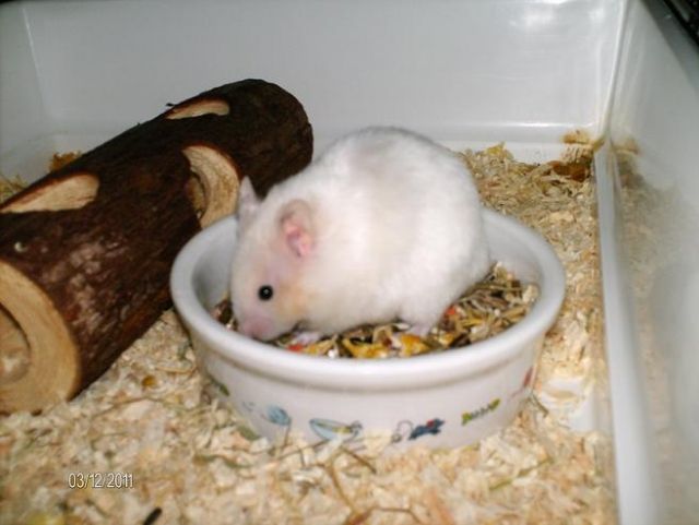 Gold-und Teddyhamster - Hamster - Linz