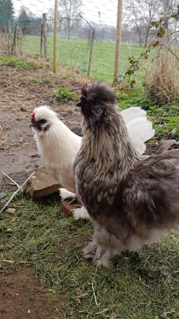 2 Hähne, hahn - Sonstige Nutztiere - Hambergen