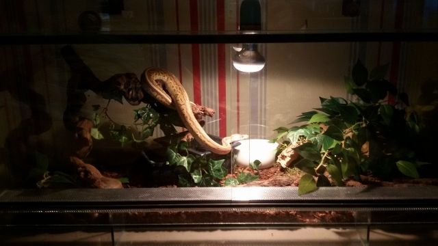 Königspython mit terrarium und Zubehöriu - Reptilien - schwarzenberg