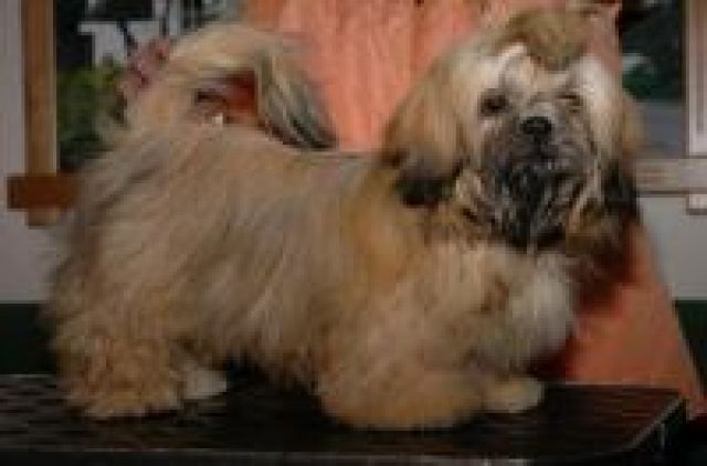 Shih-Tzu Hündin vermisst    - Entlaufen Zugelaufen - Hövels