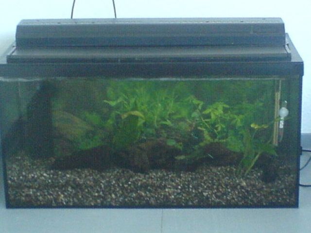 Verkaufe wegen umzug mein 160 L becken Juwel - Aquarien und Zubehoer - Köln