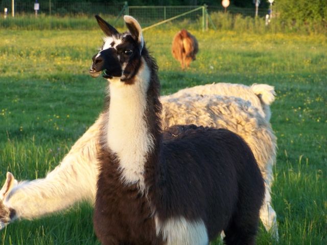 Lamas für Zucht uns Freizeit  - Sonstige Nutztiere - Florstadt 