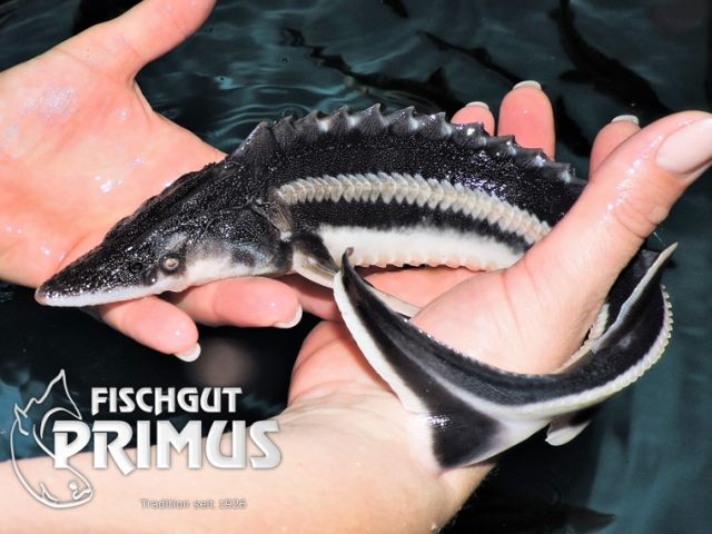 Glattdick  Acipenser nudiventris  - Größe 20-25 cm - Fische - Iserlohn