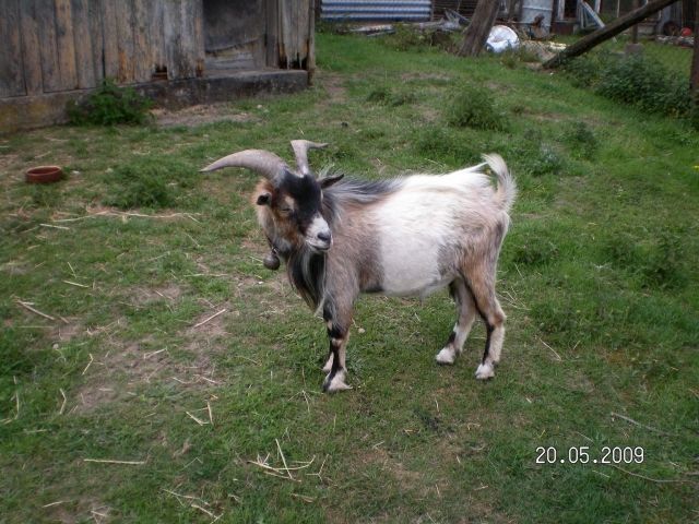 Zwergziegen aus gutem Hause - Nutztiere - Grabow