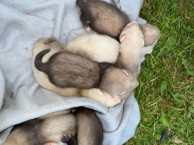 Frettchen Junge Frettchen Frettchenbabys - Frettchen - Schönberg