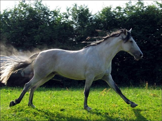 Reitbeteiligung an PRE in 50769 Köln geboten - Reitbeteiligung - Köln