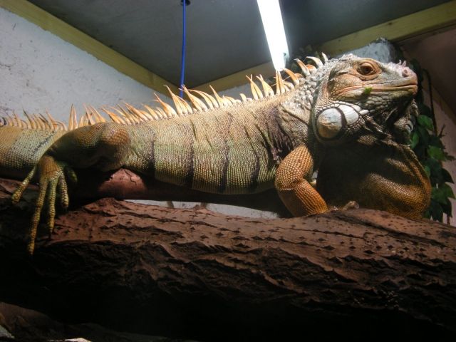 Grüner Leguan 1.0 abzugeben - Reptilien - Osnabrück