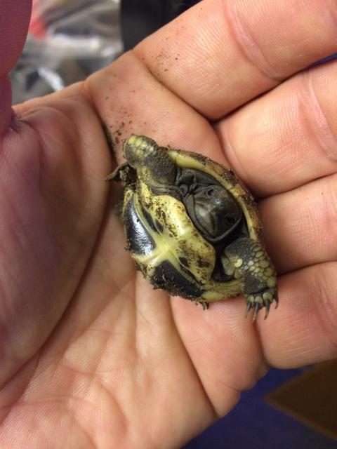 Griech. Landschildkröte(THB) von 2022 - Reptilien - Voerde