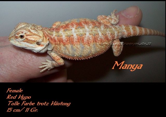 Bartagamen , verschiedene Genetiken, Männchen und Weibchen ... - W3RHrfkuIgBe