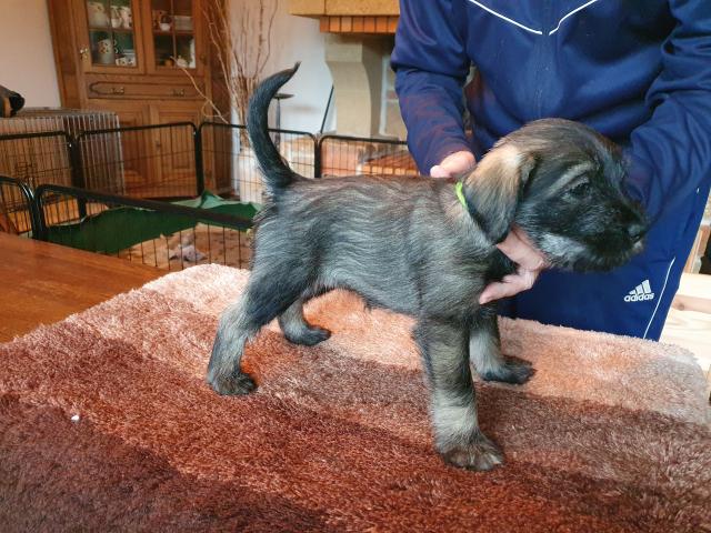 Reinrassige Schnauzer Welpen mit EU Pass, gechipt, geimpft, mehrfach entwurmt - Hunde - Neuss