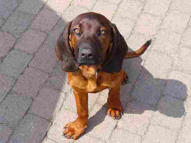 Wurfankündigung Bayerischer Gebirgsschweißhund BGS ...