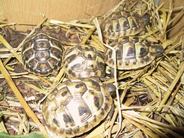 Schildkröten - Reptilien - Köln