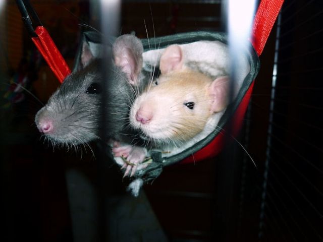 2 Weibliche Ratten abzugeben, 4 Monate alt incl Zubehör und Käfig - Ratten - Bocholt