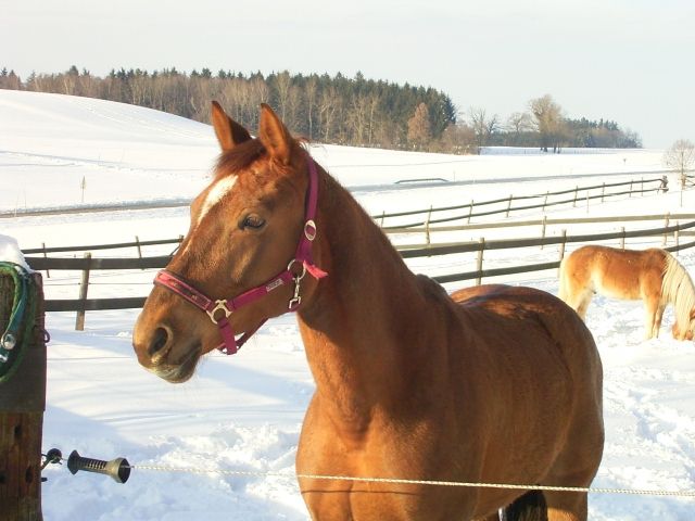Vergebe Reitbeteiligung - Pferde - Freilassing