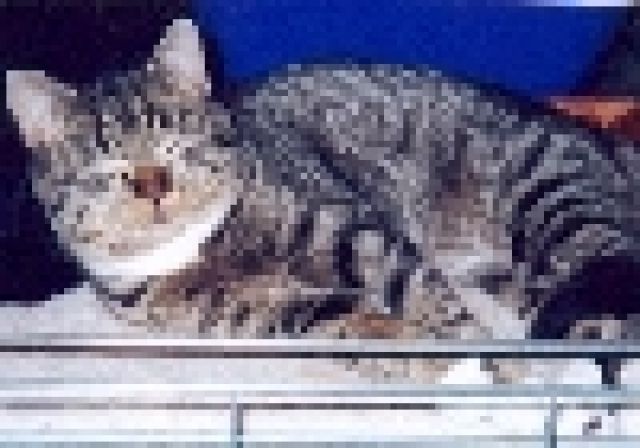 Tigerkater vermisst - Entlaufen Zugelaufen - Freiburg