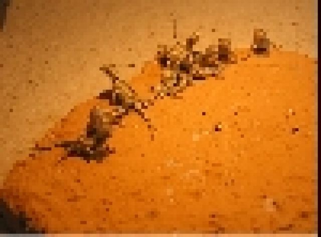 Junge Zwergbartagamen - Reptilien - Moers