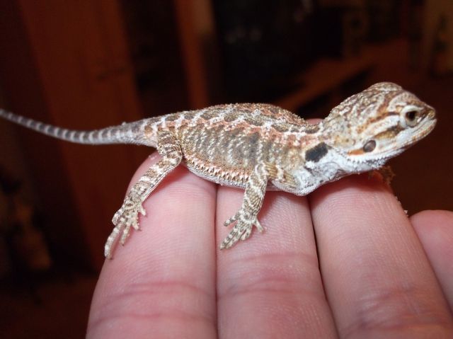 Bartagamen Babys farbig - Reptilien - Köln