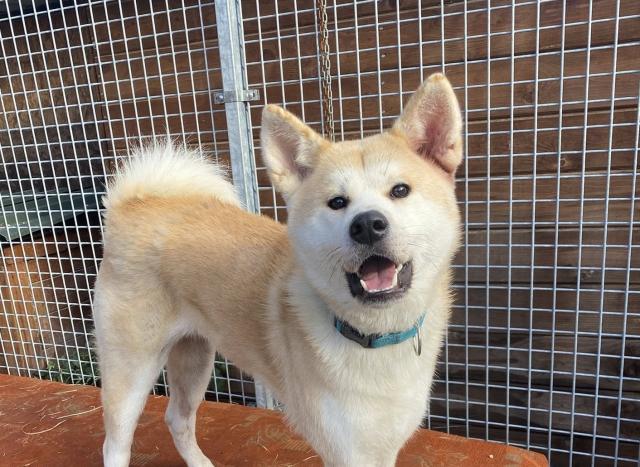 Kurumi - verspielt, lieb - Hunde - Nova Bana