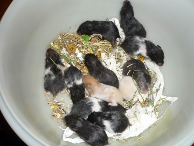 11 Syrische Goldhamster  Teddys  abzugeben - Hamster - Mülheim an der Ruhr