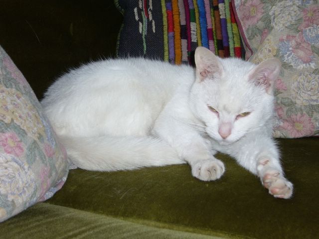 Schneeweiße Katze, weibl. - Katzen - Rade