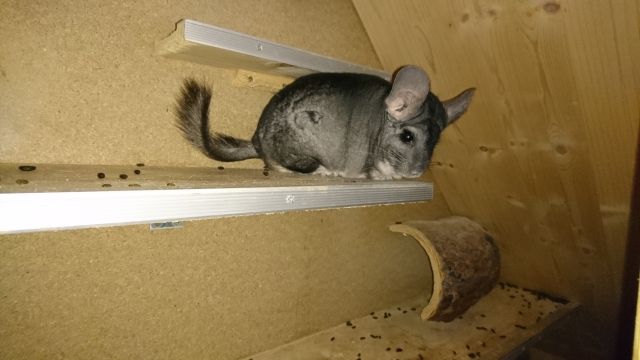 Chinchilla-Pärchen aus Zeit- und Platzgründen abzugeben  - Nagetiere Allgemein - Röhrmoos