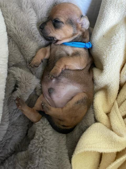 Deutscher Rehpinscher - Hunde - Wilnsdorf