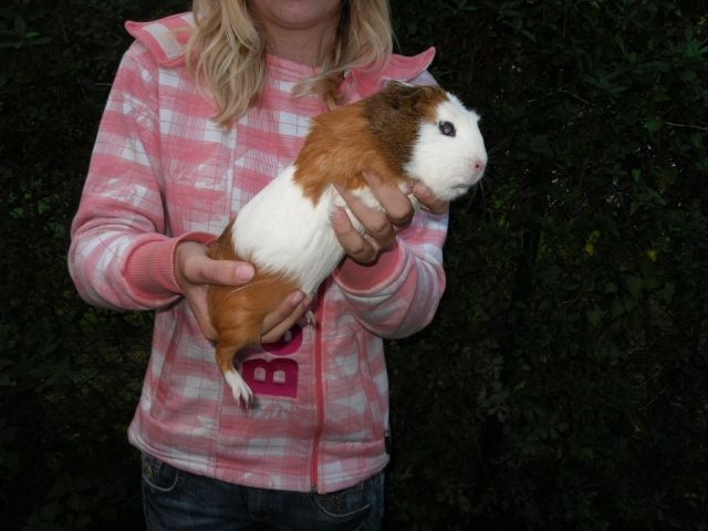 Riesenmeerschweinchen  cuy  - Meerschweinchen - chemnitzerstr